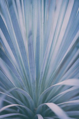 Yucca botanische macro print zilver blauw | Natuur fotografie