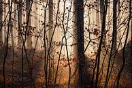Een gordijn van herfstbladeren van JPWFoto thumbnail