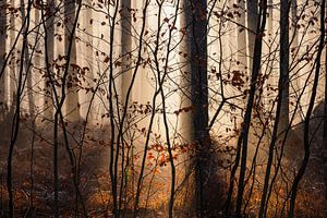 Hinter dem Vorhang