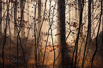 Een gordijn van herfstbladeren van JPWFoto