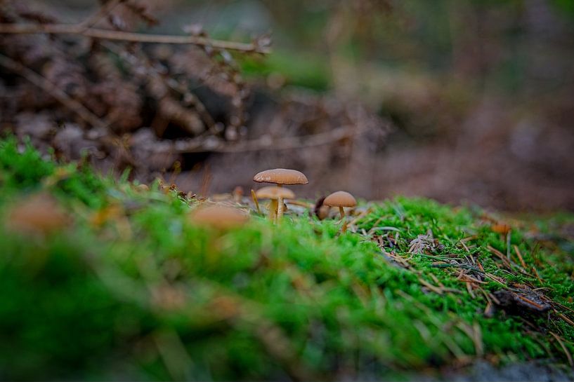 Herbstfarben des Schwarzwassers von Jos Saris