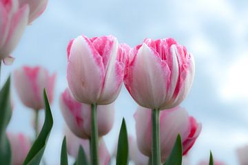 tulpen horen helemaal bij het voorjaar van Ria van den Broeke