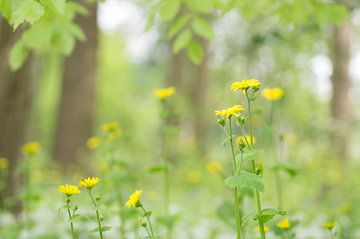 Spring under the trees by Birgitte Bergman