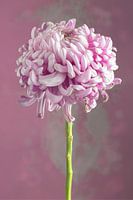 Rose bloem