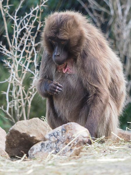 Gelada : Blijdorp Zoo by Loek Lobel