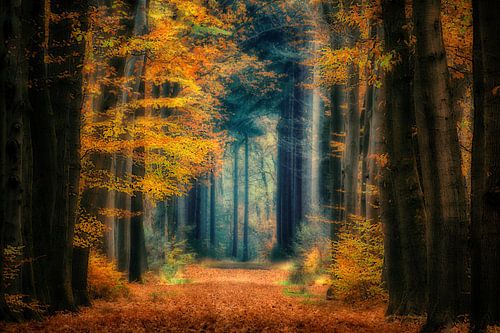 Autumn forest