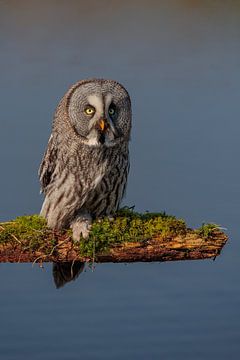 Lapland Owl by Tjitske Hoekstra