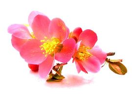 Efflorescence sur erikaktus gurun