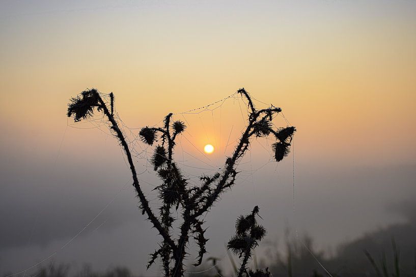 Dawn by Ingrid de Vos - Boom