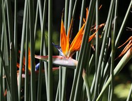 Bird of paradise flower