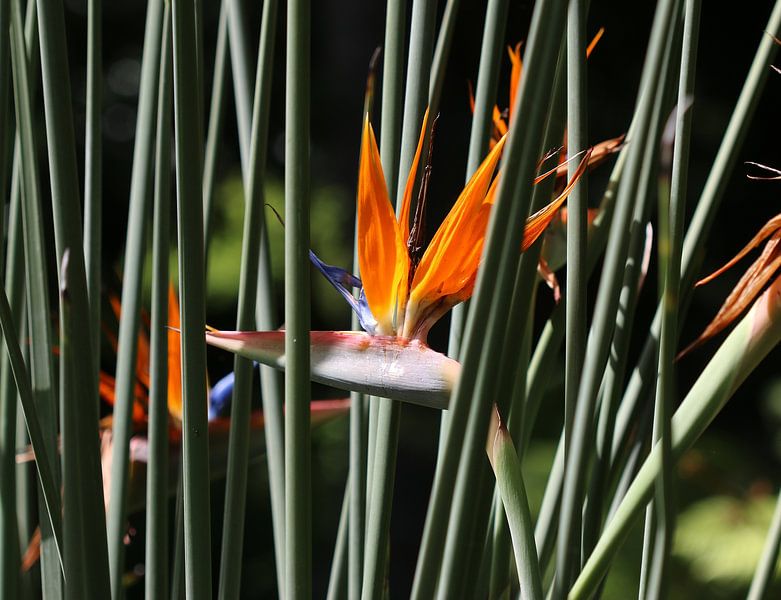 Fleur d'oiseau de paradis par Matthias Brix