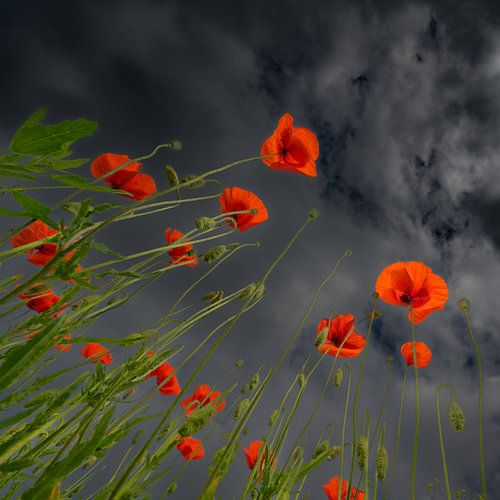 Klaprozen met donkere achtergrond...