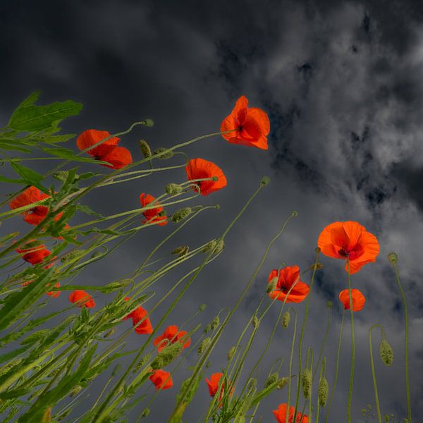 Mohnblumen mit dunklem Hintergrund... von Hans Kool
