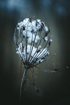 Uitgebloeide plant met sneeuw I van Jan Eltink