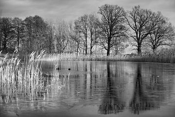 frosty lake with coot in the ice-free area. Trees at the edge and reeds in the lake.