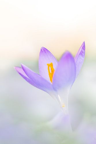Crocus sur Natalie Hogerhuis