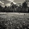 Midden in de lente van Hannes Cmarits