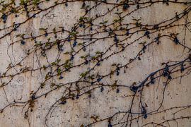 Kletterpflanze Wild Winged, die im Frühjahr mit jungen Blättern austreibt. von Marjolein Zijlstra