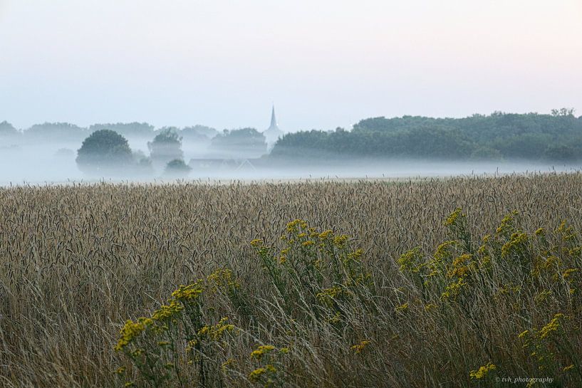 Dew in the early morning by Tom van Huet