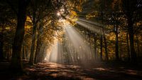 Een herfst ochtend...