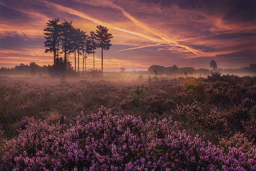 Colour spectacle