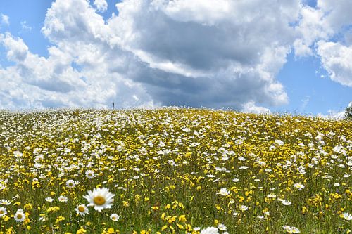Een veld in bloei onder een zomerse hemel