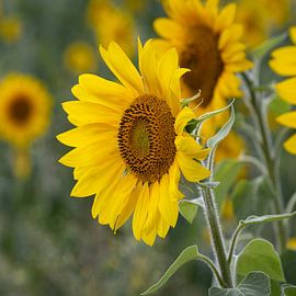 closeup of a sunflower by picsbyronenvief