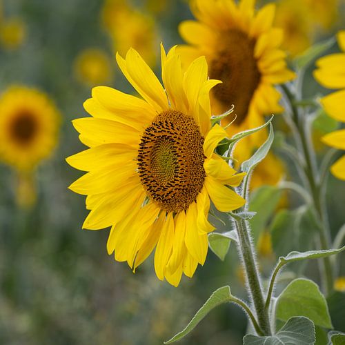 closeup of a sunflower