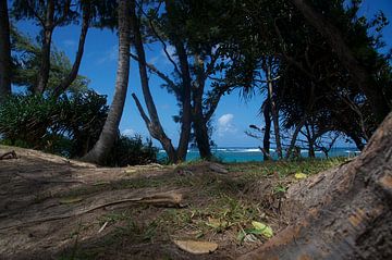 Doorkijkje op O'ahu naar de Grote Oceaan van Bart van Wijk Grobben