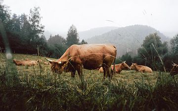 Koeien in de Belgische Ardennen van mitevisuals