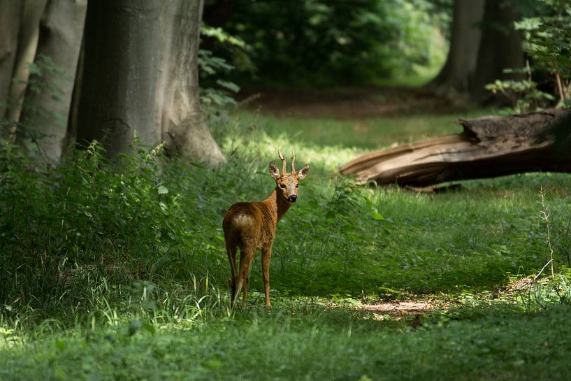 Ree dans la forêt par Marian Sintemaartensdijk