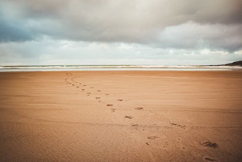 Spoor zeeleeuwen strand Parakaunui Bay