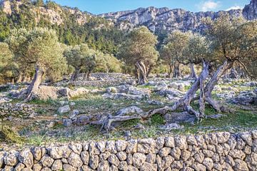Oude olijfbomen in de Serra de Tramuntana, Mallorca