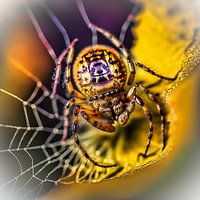Spinne
