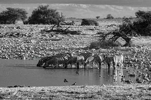 Zebras am Wasserloch in Namibia