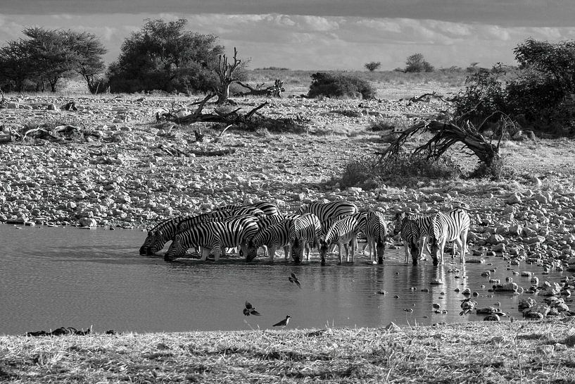 Zebras am Wasserloch in Namibia von Roland Brack