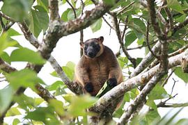 Een Lumholtz-boomkangoeroe (Dendrolagus lumholtzi) Queensland, Australië