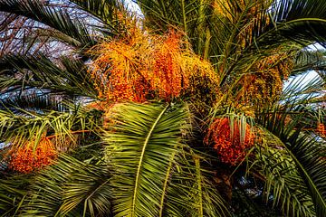 palm tree with palm frond and fruits by Dieter Walther