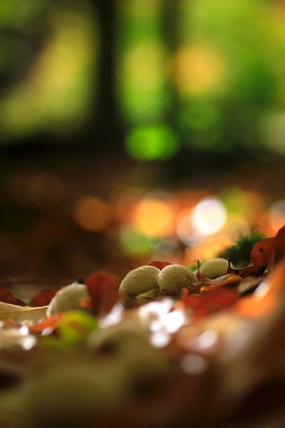 Fairytale mushrooms in the autumn forest by Thomas Jäger
