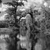 Eine faszinierende Flusslandschaft - Wakulla Springs von Christiane Schulze
