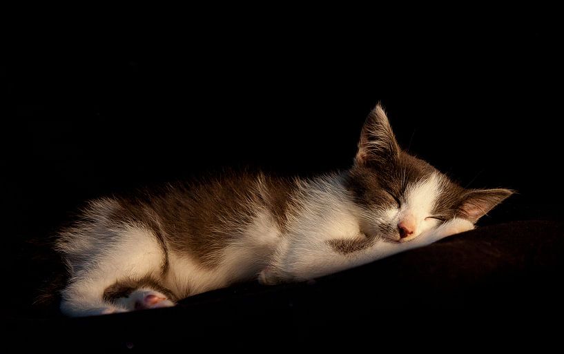 slapende kitten by Bianca Muntinga