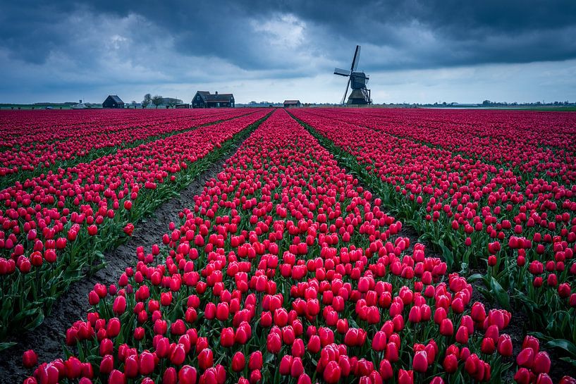 Tulpen van Martijn van der Meulen