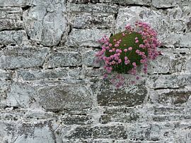 Mauerblümchen von Andreas Müller