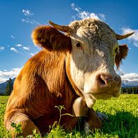 Portrait of a happy cow