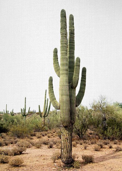 Cactus d'Arizona par Gal Design