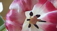 Tulp
