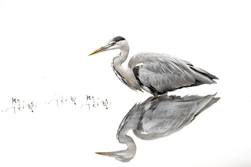 A blue heron in the water.