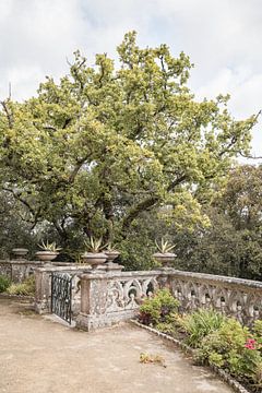 Botanische Tuin in Sintra - Fotografie in Portugal van Henrike Schenk