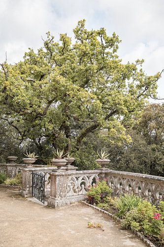 Botanische Tuin in Sintra - Fotografie in Portugal