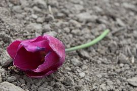 roze tulp von iris doff